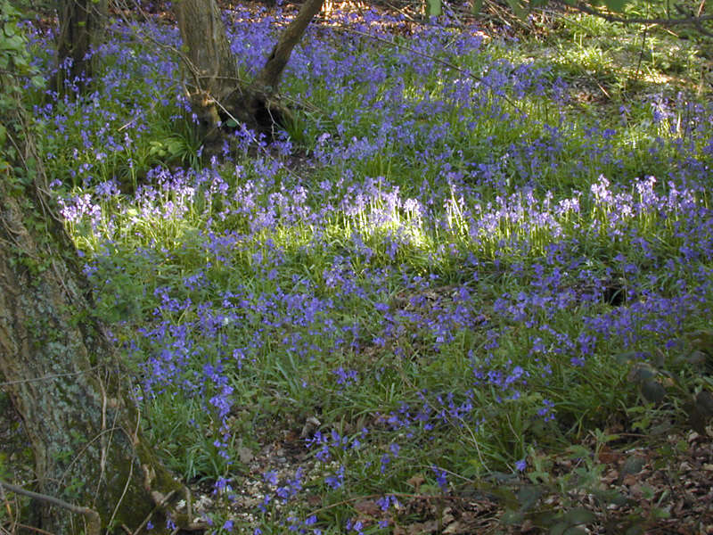 Image of Common Bluebell