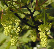 Image of sycamore maple