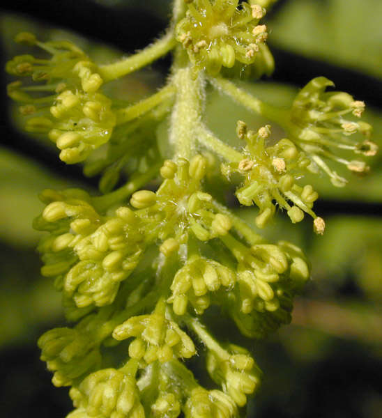 Image of sycamore maple