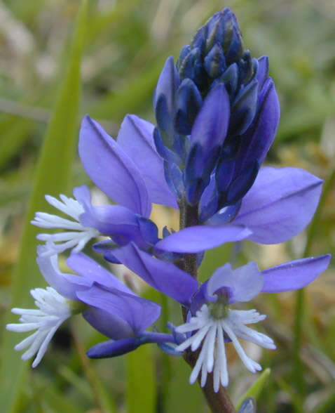 Plancia ëd Polygala calcarea F. W. Schultz