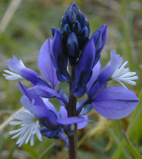 Plancia ëd Polygala calcarea F. W. Schultz