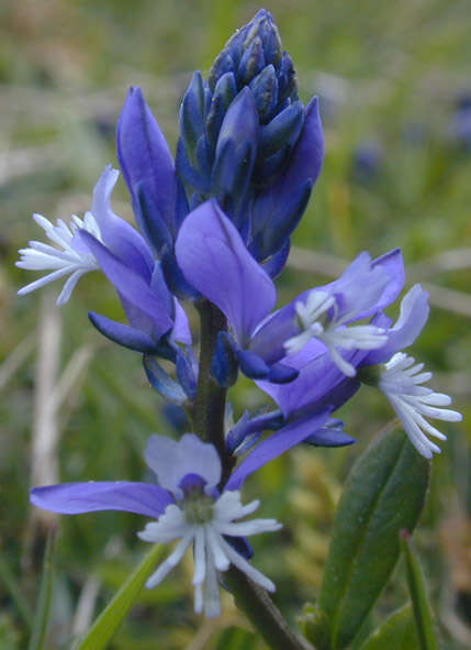 Plancia ëd Polygala calcarea F. W. Schultz