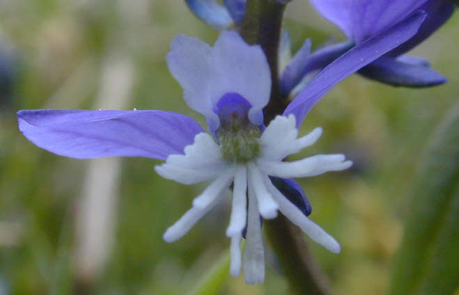 Plancia ëd Polygala calcarea F. W. Schultz