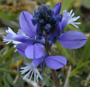 Plancia ëd Polygala calcarea F. W. Schultz