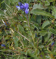 Plancia ëd Polygala calcarea F. W. Schultz