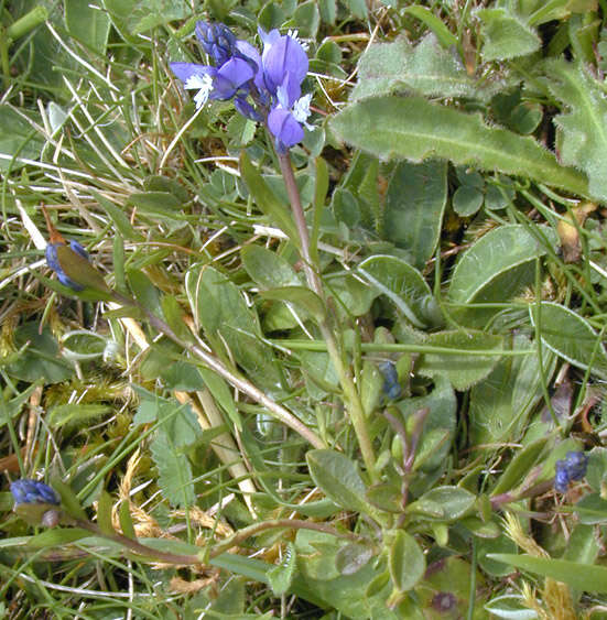 Plancia ëd Polygala calcarea F. W. Schultz