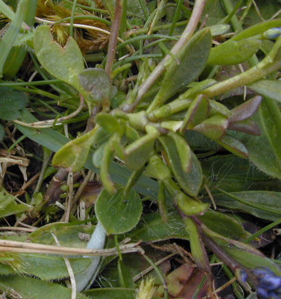 Plancia ëd Polygala calcarea F. W. Schultz