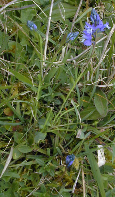 Plancia ëd Polygala calcarea F. W. Schultz