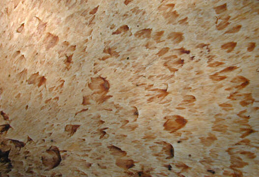 Image of dryad's saddle