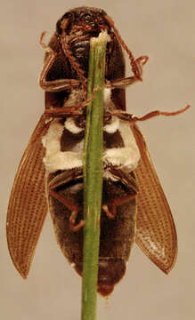 Image of Zoophthora elateridiphaga (Turian) Ben Ze'ev & R. G. Kenneth 1980