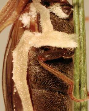 Image of Zoophthora elateridiphaga (Turian) Ben Ze'ev & R. G. Kenneth 1980