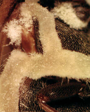 Image of Zoophthora elateridiphaga (Turian) Ben Ze'ev & R. G. Kenneth 1980