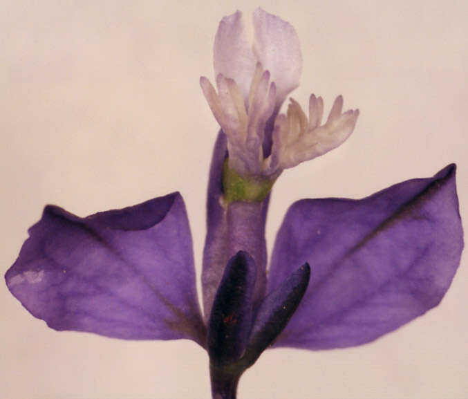 Plancia ëd Polygala calcarea F. W. Schultz