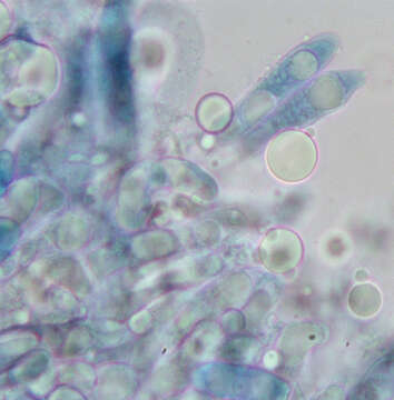 Image of Zoophthora elateridiphaga (Turian) Ben Ze'ev & R. G. Kenneth 1980