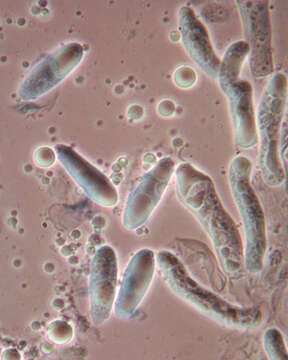 Image of Zoophthora elateridiphaga (Turian) Ben Ze'ev & R. G. Kenneth 1980