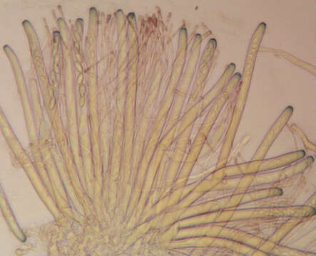 Image of Pachyella violaceonigra (Rehm) Pfister 1974