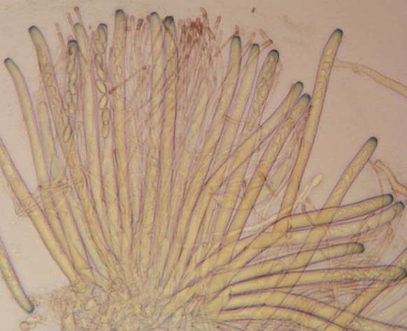 Image of Pachyella violaceonigra (Rehm) Pfister 1974