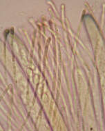 Image of Pachyella violaceonigra (Rehm) Pfister 1974