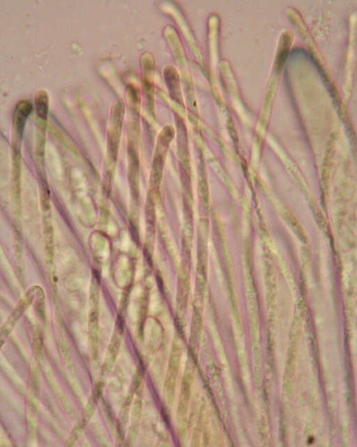 Image of Pachyella violaceonigra (Rehm) Pfister 1974