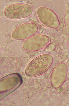 Sivun Pachyella violaceonigra (Rehm) Pfister 1974 kuva