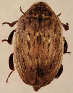 Image of Byrrhus pilula Linnaeus 1758
