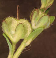 Image of thymeleaf speedwell