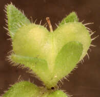 Image of common speedwell