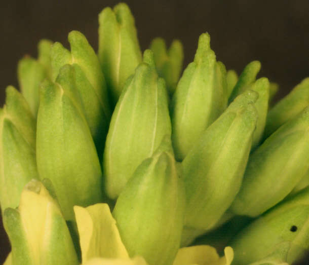 Image of winter-cress, yellow rocket