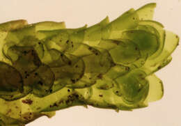 Image of Wall Scalewort