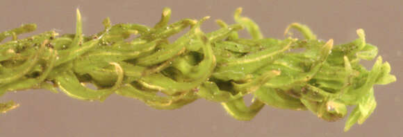 Image of rambling tail-moss