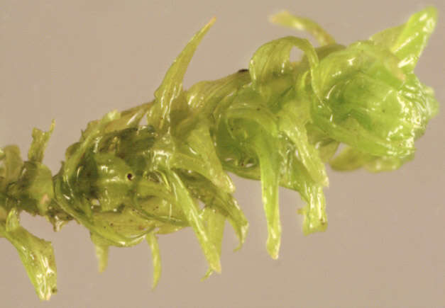 Image of rambling tail-moss