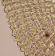 Image of rambling tail-moss