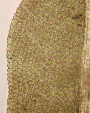 Image of rambling tail-moss