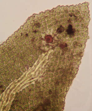 Image of rambling tail-moss