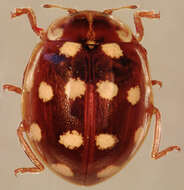 Image of <i>Calvia quattuordecimguttata</i>