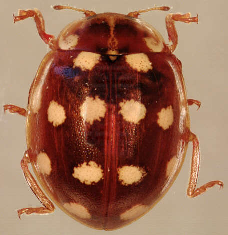 Image of <i>Calvia quattuordecimguttata</i>