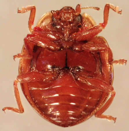 Image of <i>Calvia quattuordecimguttata</i>