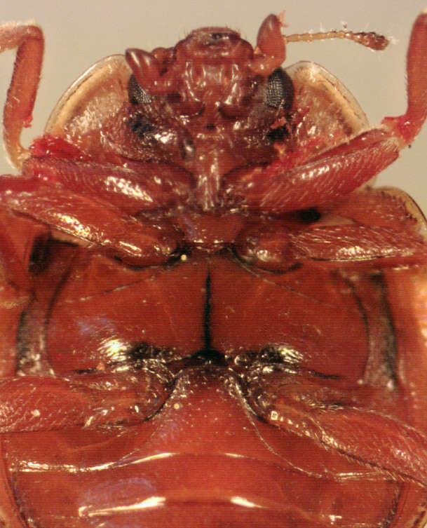 Image of <i>Calvia quattuordecimguttata</i>