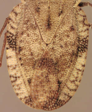 Image of Tingis (Tingis) ampliata (Herrich-Schaeffer 1838)