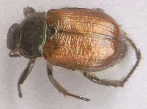 Image of Phyllopertha