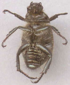 Image of Phyllopertha