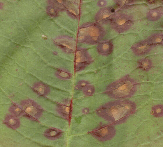 Imagem de Ramularia rubella (Bonord.) Nannf. 1950