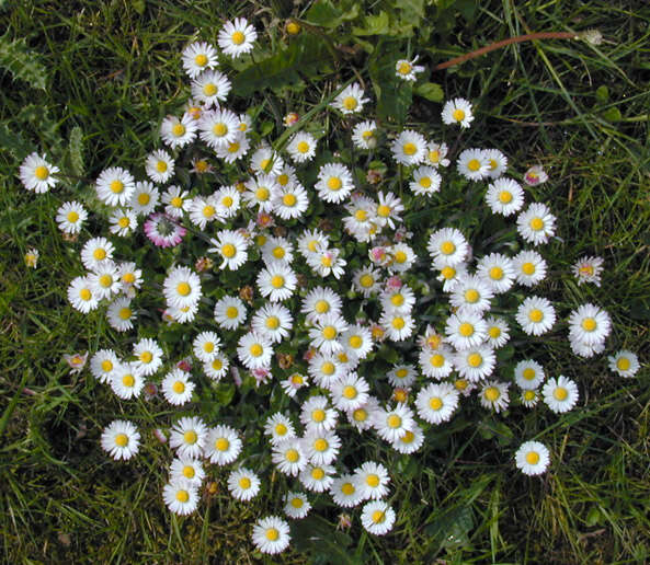 Image of Daisy