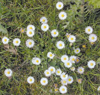 Image of Daisy