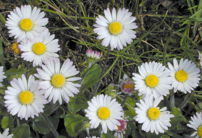 Image of Daisy