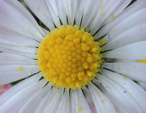 Image of Daisy