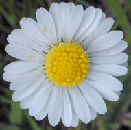 Image of Daisy