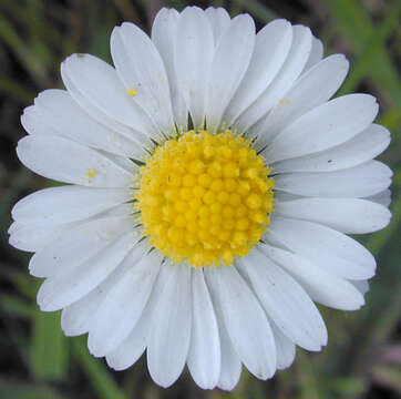 Image of Daisy