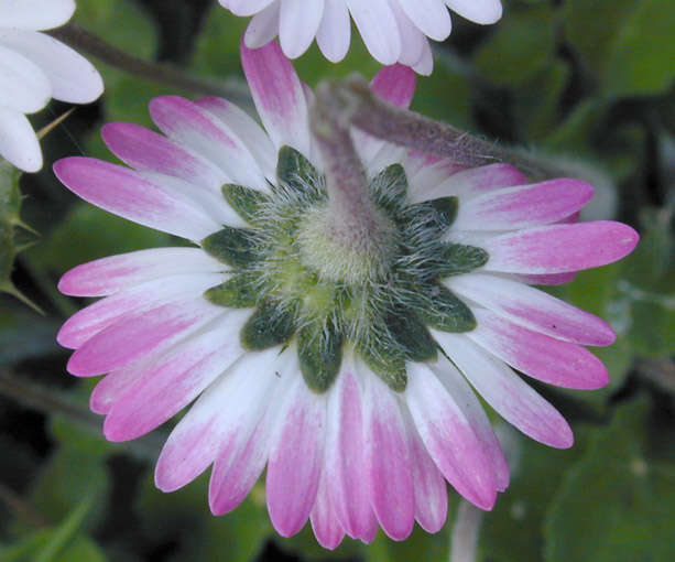 Image of Daisy