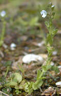 Image of thymeleaf speedwell